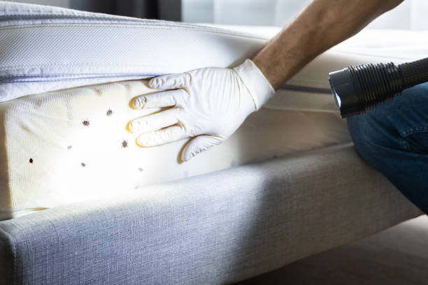 Best Termite Control Services  in Thomaston, NY