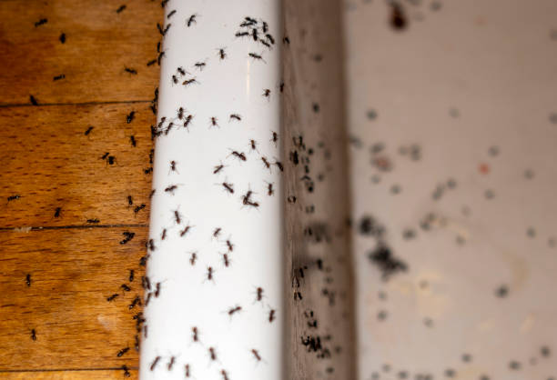 Best Best Pest Control Companies  in Thomaston, NY