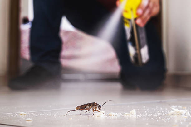 Best Local Pest Control Services  in Thomaston, NY