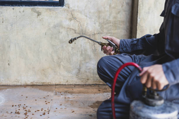 Best Wasp Removal Services  in Thomaston, NY